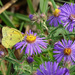 Sulphur Butterfly by annepann