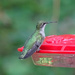 Ruby-throated Hummingbird by annepann