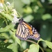 Monarch Monday by cjwhite
