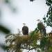 Eagles from Afar! by rickster549