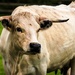 A horny cow by swillinbillyflynn