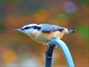 3rd Oct 2016 - Red-breasted Nuthatch