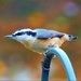 Red-breasted Nuthatch by paintdipper