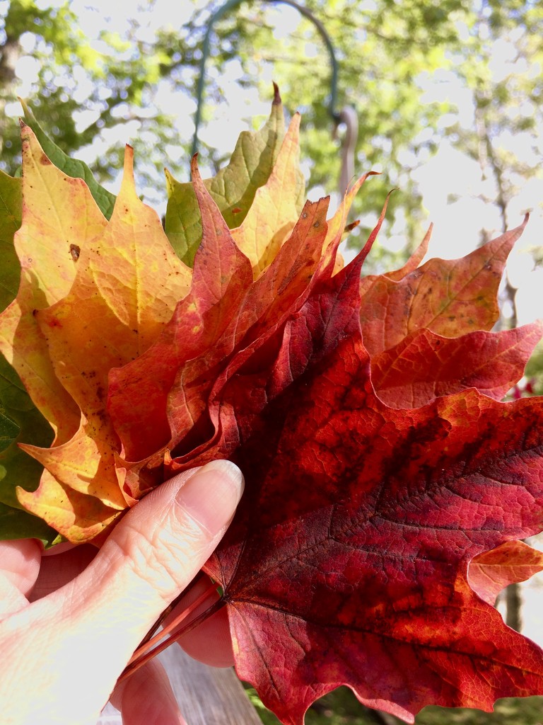 Fall colours.  by novab