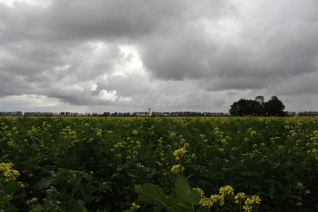 Rape seeds (Canola) are blooming  by pyrrhula
