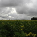 Rape seeds (Canola) are blooming  by pyrrhula
