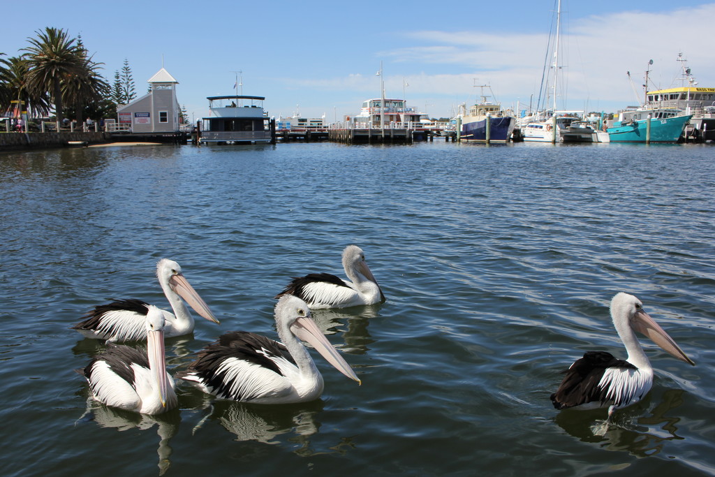 Dining with pelicans by gilbertwood