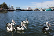 26th Sep 2016 - Dining with pelicans