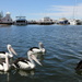 Dining with pelicans by gilbertwood