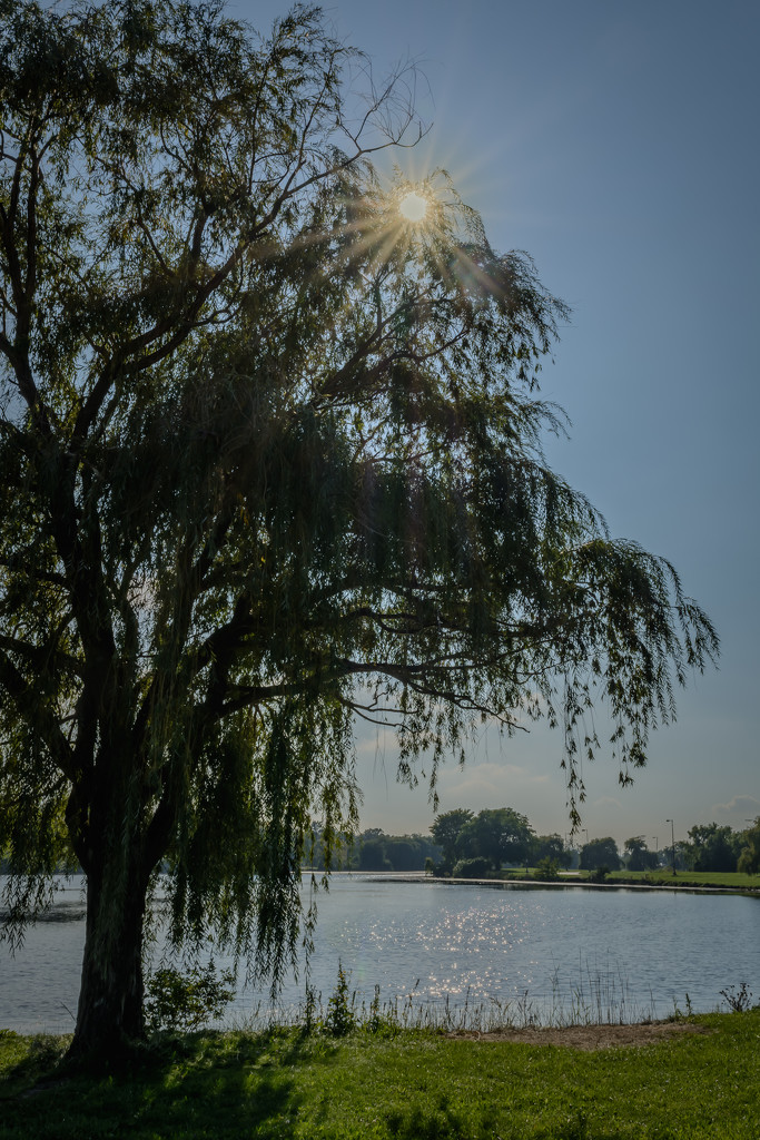 lakeside willow by jackies365