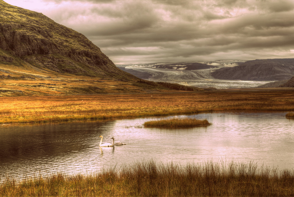 Glacier Swans by pdulis