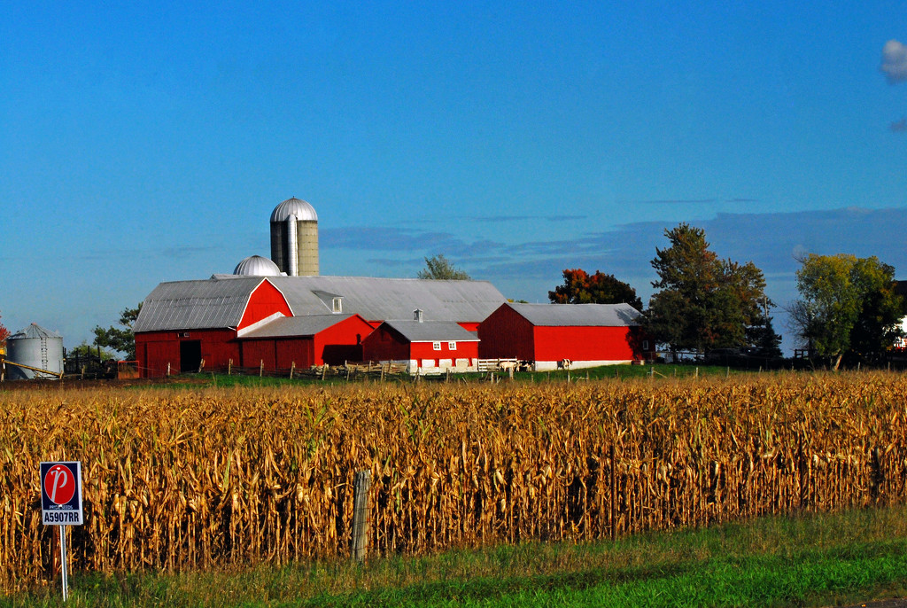 The Classic Red Barn by farmreporter