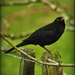 Blackbird by yorkshirekiwi