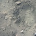 Footprints in the mud.... by anne2013
