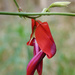 Dusky Coral Pea by onewing