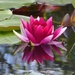 Water Lily  by susiemc