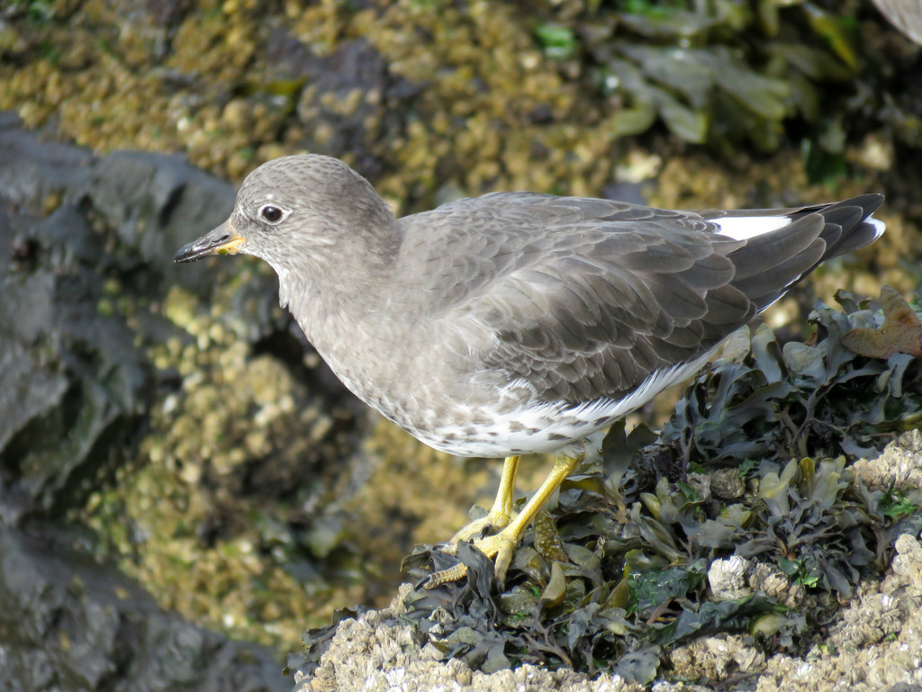 Surfbird by seattlite