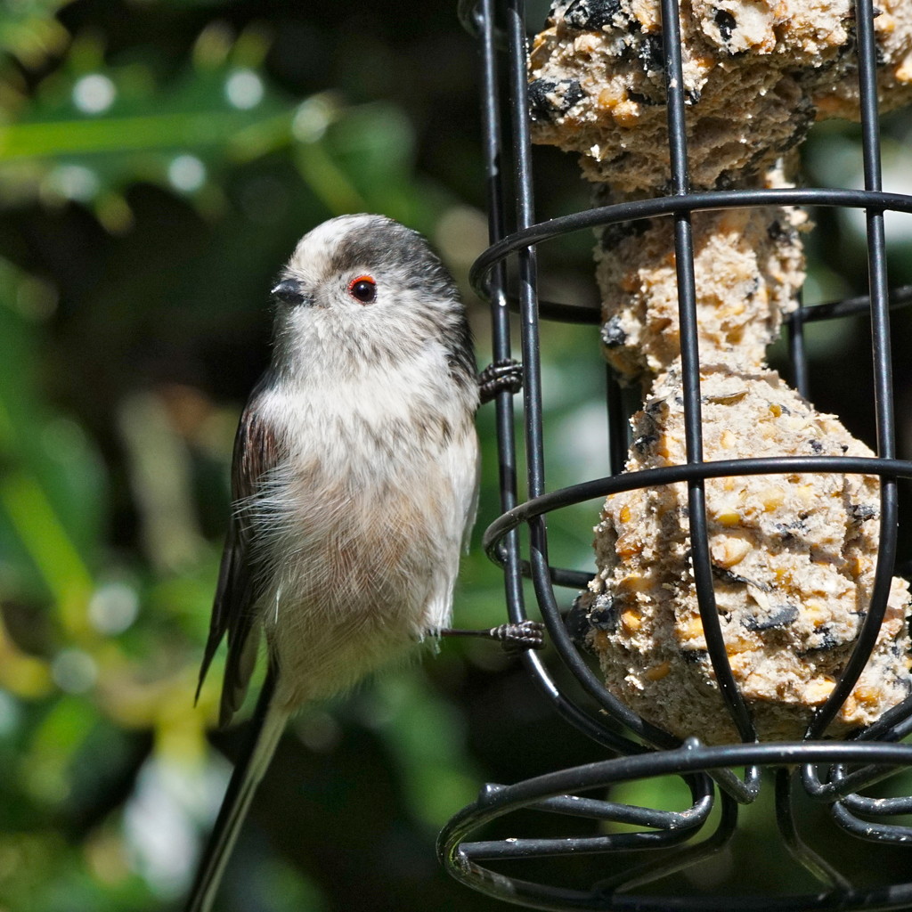 SHORT TAILED LONG TAIL by markp