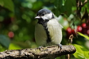 1st Oct 2016 - PLUMP GREAT TIT