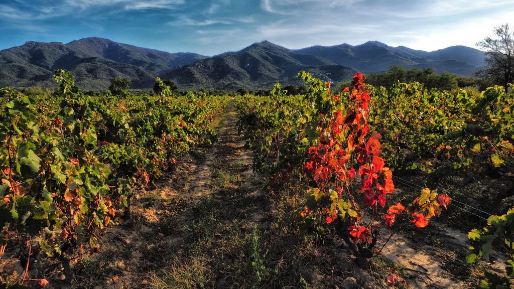 Vineyard, after the harvest by laroque