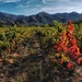 Vineyard, after the harvest by laroque