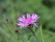 28th Sep 2016 - Greater Knapweed