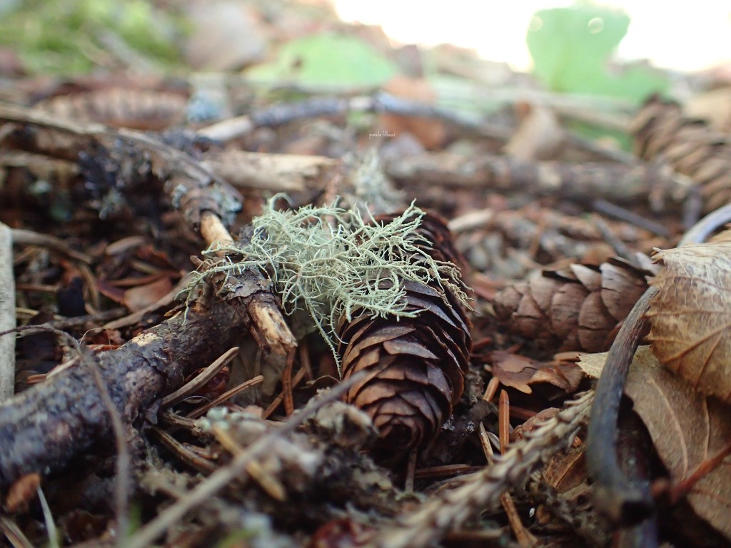 beard lichen... by earthbeone