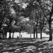 Contre Jour Park Trees (Mobile Phone Shot) by phil_howcroft