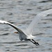 Egret in flight by sailingmusic