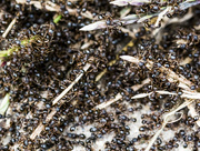 4th Oct 2016 - Lots of Ants