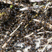 Lots of Ants by dakotakid35