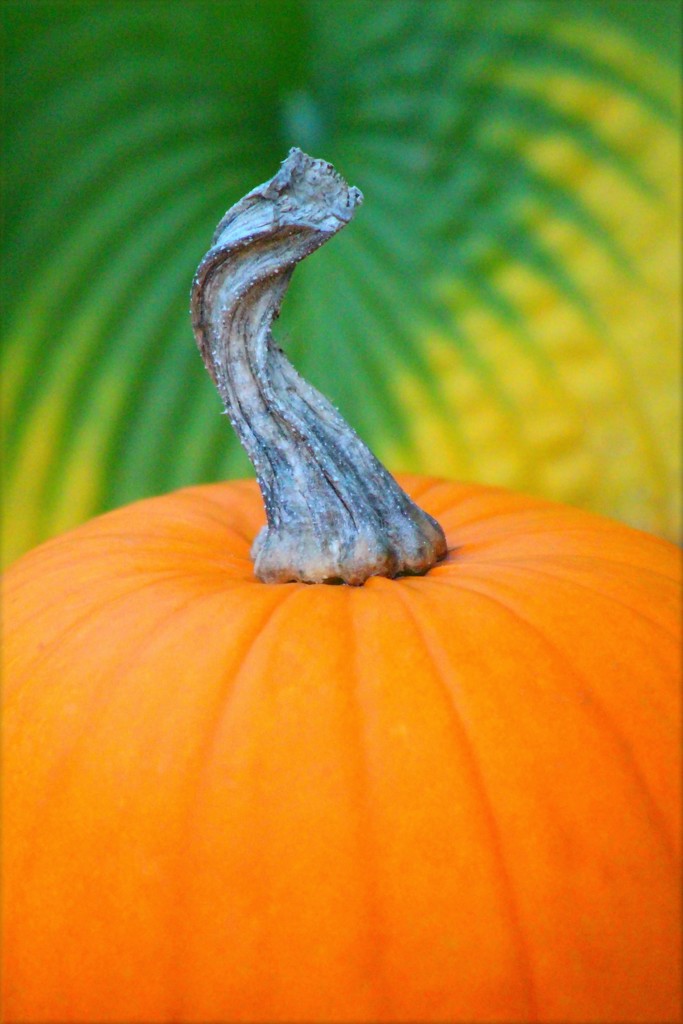 Pumpkin Twist by paintdipper