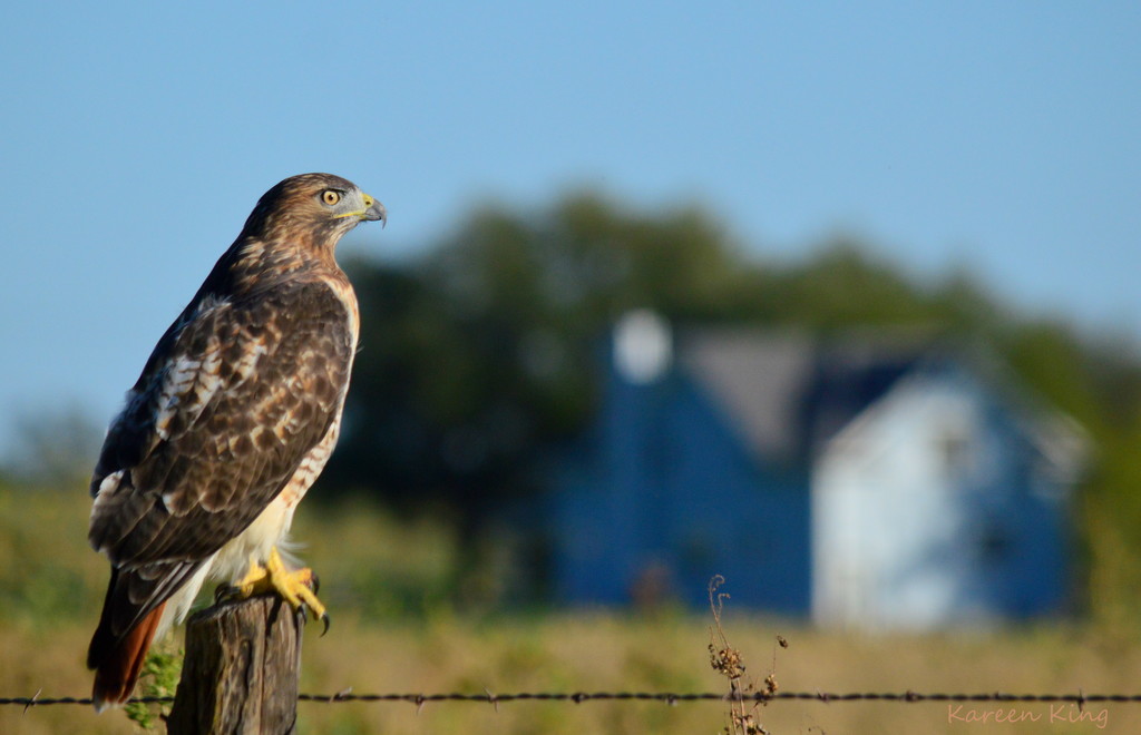 Red-Tailed Hawk and My House :) by kareenking