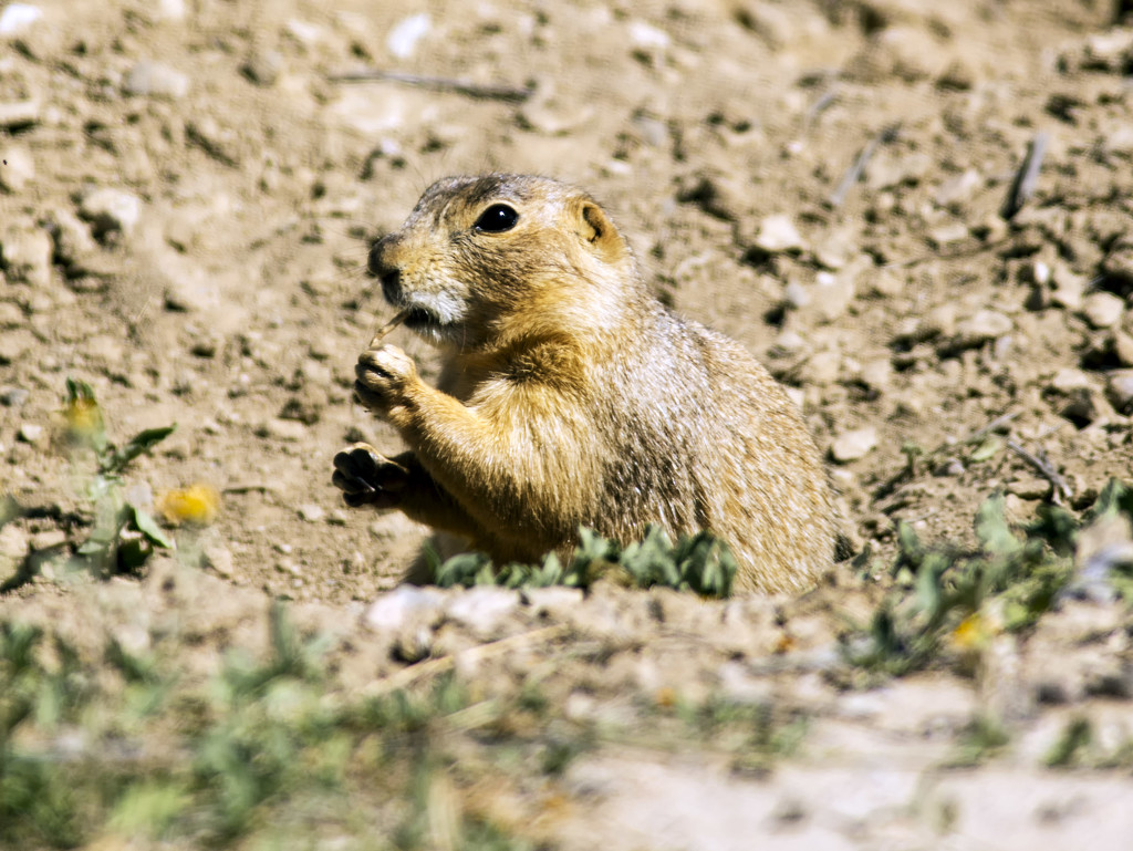 Prairie Dog lunch by jeffjones