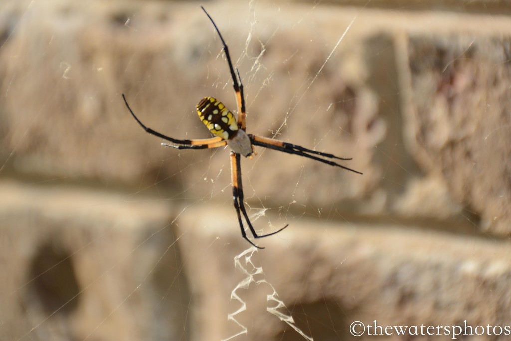 Yellow garden spider by thewatersphotos