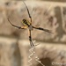 Yellow garden spider by thewatersphotos