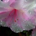 Pink azalea in the rain by maureenpp