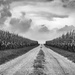 Farm Track by jae_at_wits_end