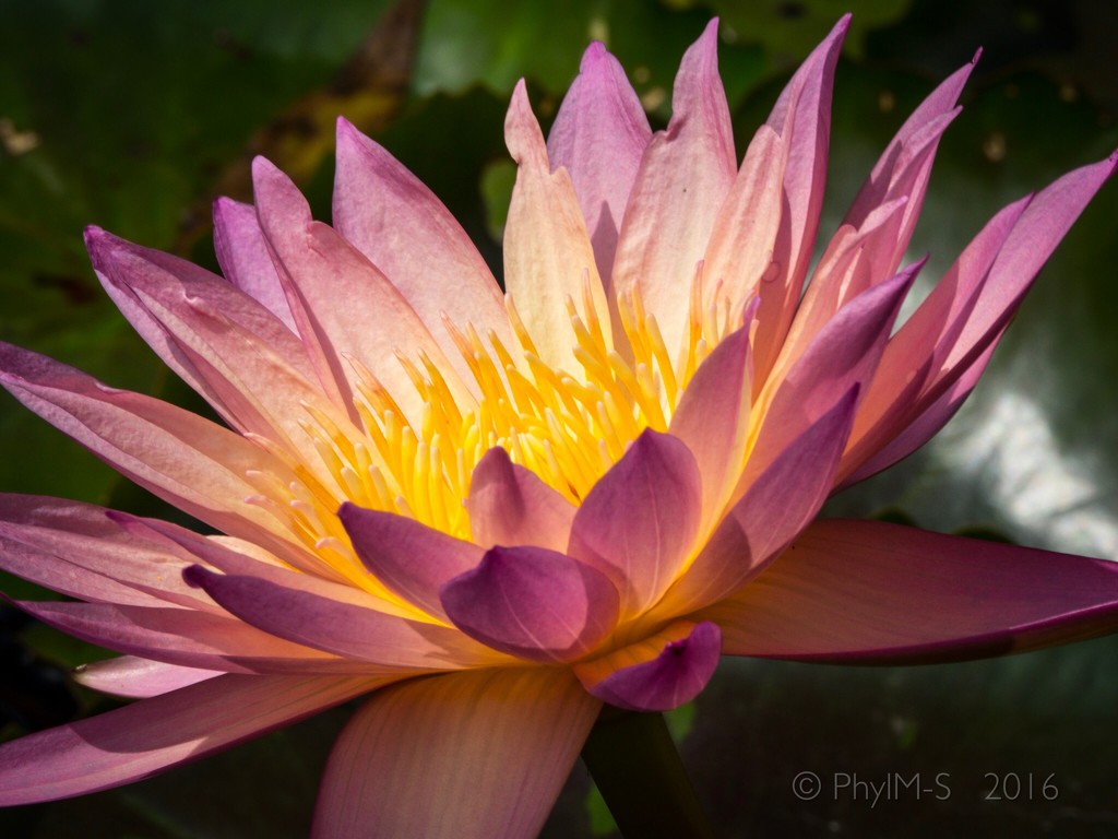 Lotus Blossoms by elatedpixie