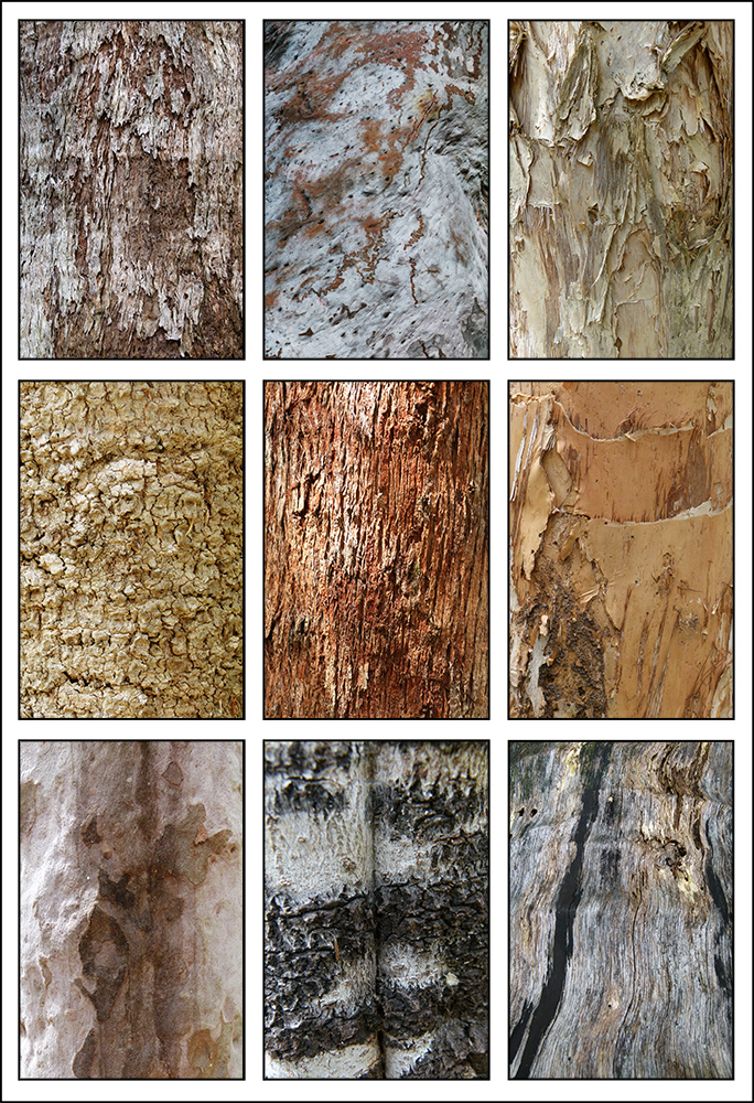 Tree Bark Collage By Babs · 365 Project