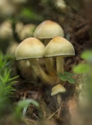 5th Oct 2016 - Fungi