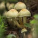 Fungi by shepherdmanswife
