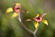 5th Oct 2016 - Dancing Spider Orchid_DSC3363