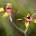 Dancing Spider Orchid_DSC3363 by merrelyn