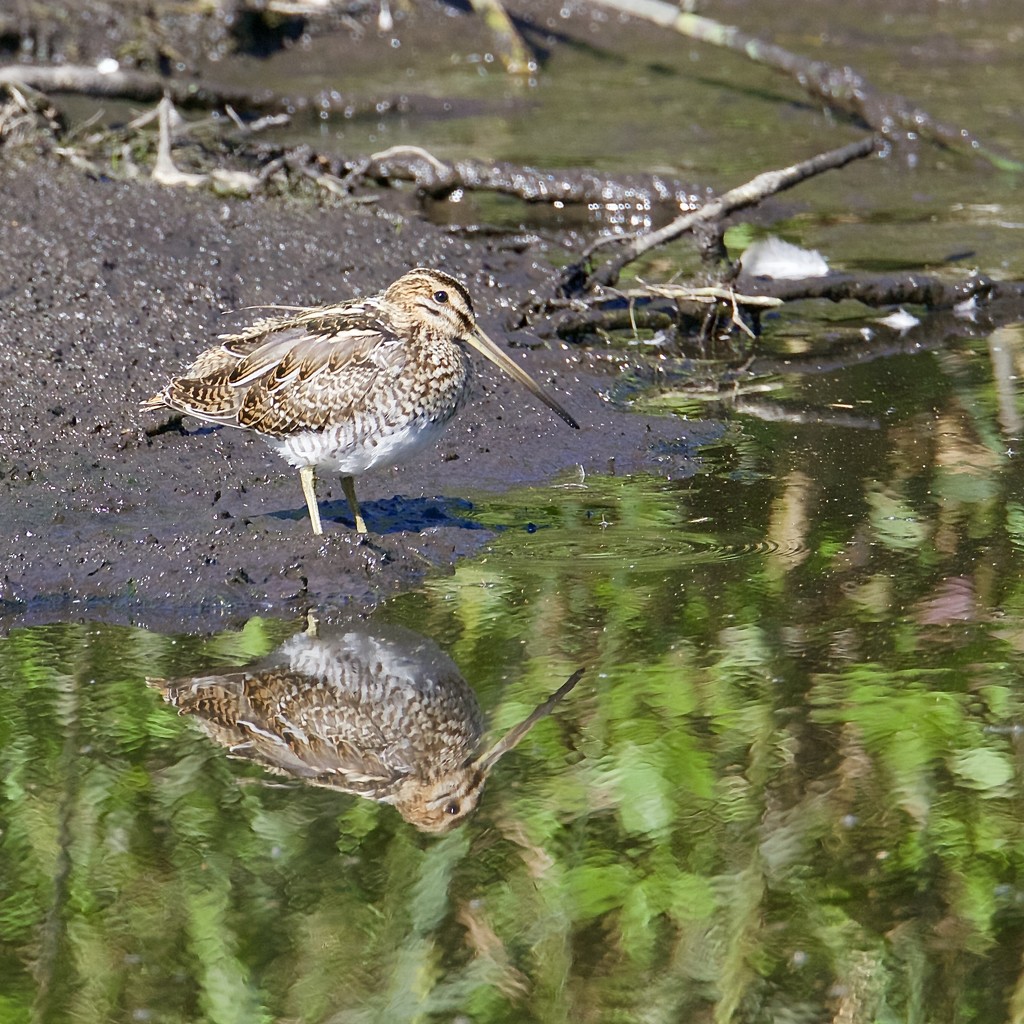 Snipe and Snipe Reflection by padlock