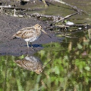 5th Oct 2016 - Snipe and Snipe Reflection