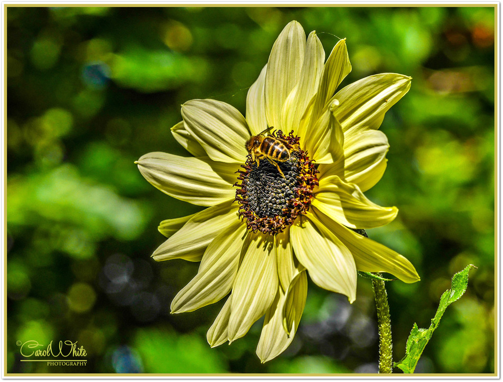 Bee,Bokeh And Flower by carolmw