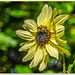Bee,Bokeh And Flower by carolmw