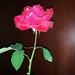 Velvety Rose by kimmer50