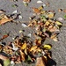 Dry Autumn leaves. by grace55
